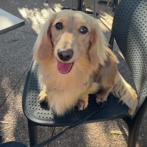 Picture of Bean