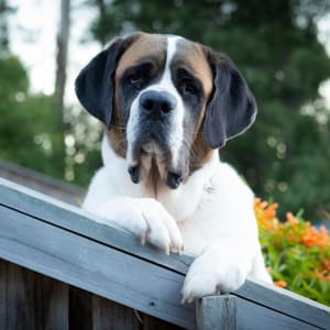 Picture of Heidi