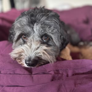 Picture of Toto