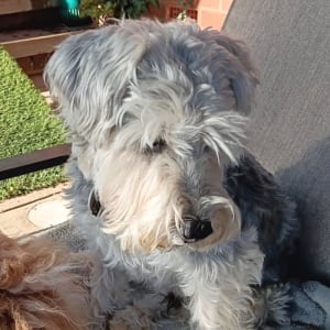 Picture of Teddy