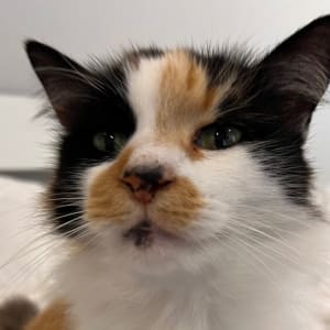 Picture of Foxy