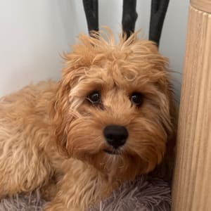 Picture of murphy