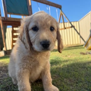 Picture of Lucky