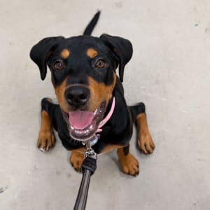 Picture of Roxie