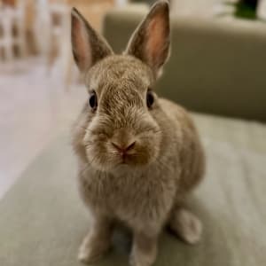 Picture of Benji