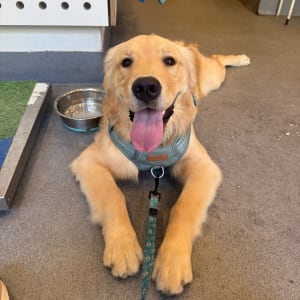 Picture of Bodhi