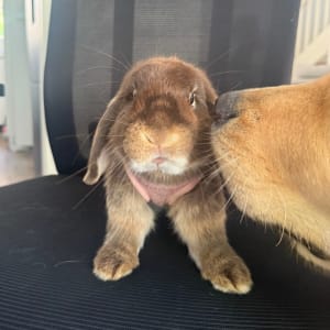 Picture of Charlie