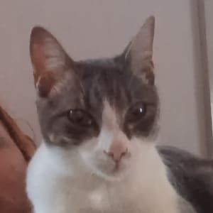 Picture of Possum