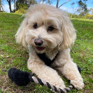 Picture of Alfie