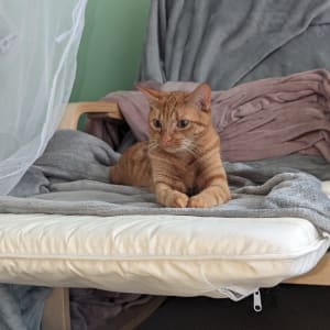 Picture of Nala