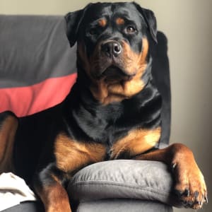 Picture of Xena