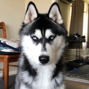Picture of Thor