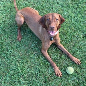 Picture of Maple