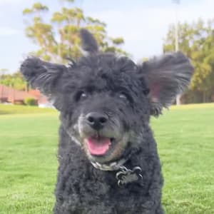 Picture of Lucky