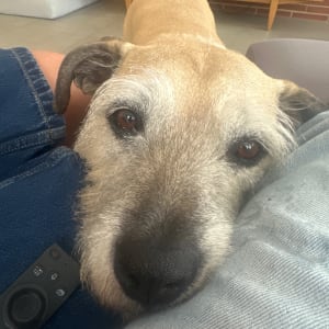 Picture of Coco