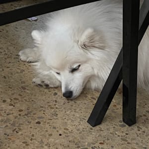 Picture of Aiko