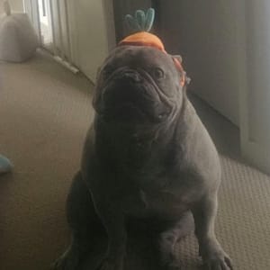 Picture of Zeus