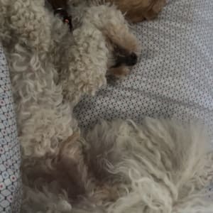 Picture of Solo