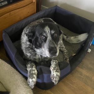 Picture of Maggie