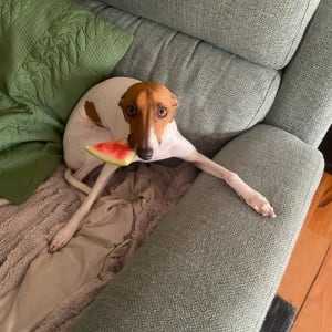 Picture of Vincent
