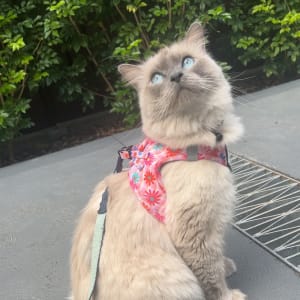Picture of Ivy