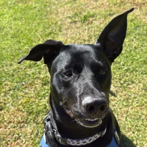 Picture of Scout