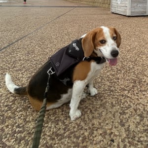 Picture of Basil