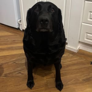Picture of luna