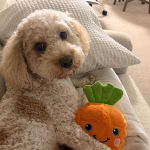 Picture of Coco