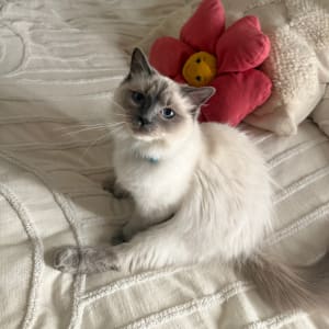 Picture of Numi