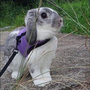 Picture of Jasper