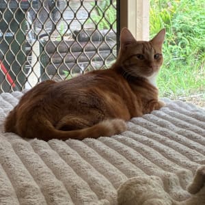 Picture of Koda