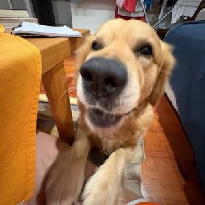 Picture of Leo
