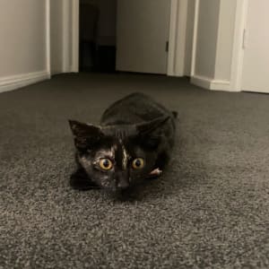 Picture of Pepper