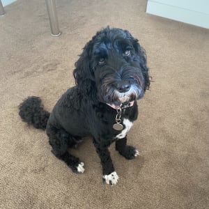 Picture of Pandora