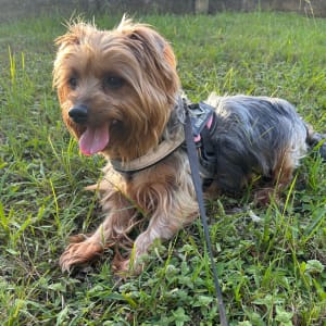 Picture of Rosie
