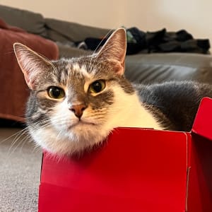 Picture of Bonito