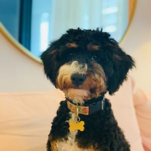 Picture of Olive