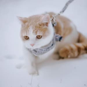 Picture of Milo