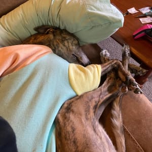 Picture of Waffle
