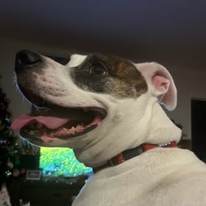 Picture of Charlie