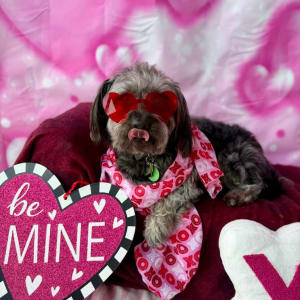 Picture of Cooper