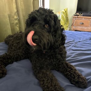 Picture of Bella Rose