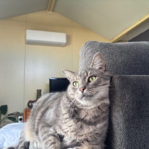 Picture of Frosty