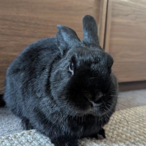 Picture of Frodo