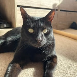 Picture of Squiz