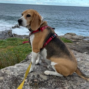 Picture of Bailey