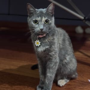 Picture of Luna
