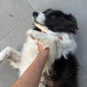 Picture of Dusty