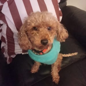 Picture of Taco